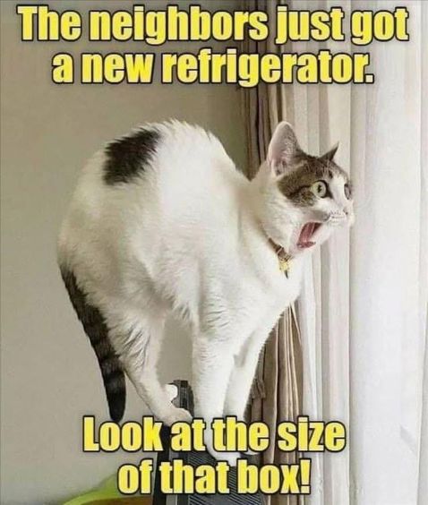 cat refrigerator box.jpg